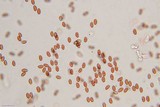 Pholiotina smithii image