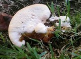 Ganoderma resinaceum image