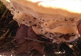 Ganoderma resinaceum image