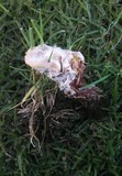 Ganoderma resinaceum image