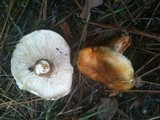 Tricholoma zelleri image
