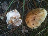 Tricholoma zelleri image