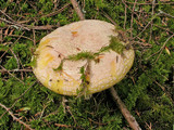 Amanita aprica image