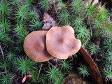 Cortinarius cinnamomeus image