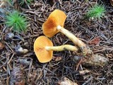 Cortinarius cinnamomeus image