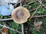 Cortinarius croceus image
