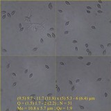 Clitopilus prunulus image