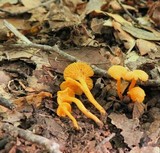 Cantharellus minor image