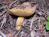 Suillus tomentosus image