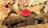 Sarcoscypha occidentalis image