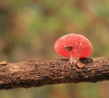 Sarcoscypha occidentalis image