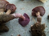 Laccaria trullisata image
