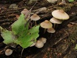 Mycena galericulata image