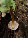 Mycena galericulata image