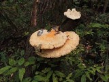 Laetiporus cincinnatus image