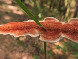 Byssomerulius corium image