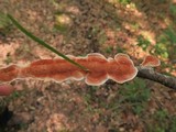 Byssomerulius corium image