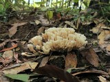 Sebacina schweinitzii image