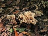 Sebacina schweinitzii image