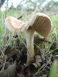 Hebeloma cistophilum image