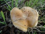 Hebeloma cistophilum image