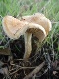 Hebeloma cistophilum image
