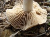 Hebeloma cistophilum image