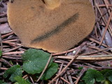 Suillus tomentosus image