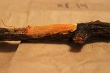 Steccherinum ochraceum image