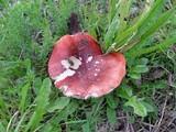 Russula nobilis image
