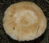 Lactarius pubescens var. betulae image