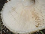 Lactarius pubescens image
