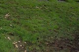 Marasmius oreades image