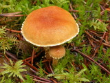 Cystodermella granulosa image