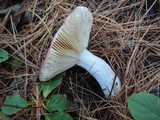 Russula vinosa image