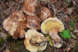 Suillus punctatipes image