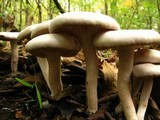 Clitocybe subconnexa image
