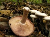 Clitocybe subconnexa image
