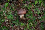 Suillus luteus image