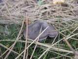 Tricholoma virgatum image