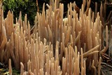 Alloclavaria purpurea image