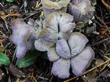 Gomphus clavatus image