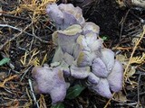 Gomphus clavatus image