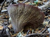 Gomphus clavatus image