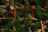 Mycena strobilinoidea image