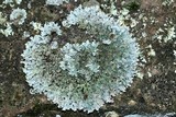 Parmelia saxatilis image