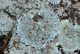 Parmelia saxatilis image