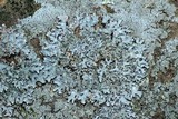 Parmelia saxatilis image