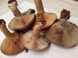 Lactarius chelidonium image