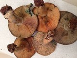 Lactarius chelidonium image